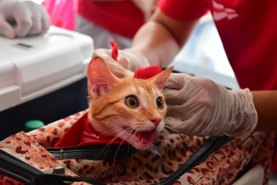 Más de 3.000 mascotas han sido atendidas por la Gobernación del Atlántico a través de ‘Mascotas a la Plaza’